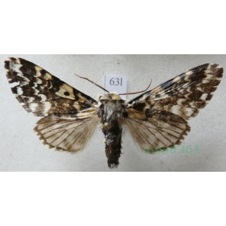 Panthea coenobita (Esper, 1785) male Światowidka samotnica Czech63l